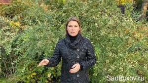 Когда можно пересаживать и делить флоксы