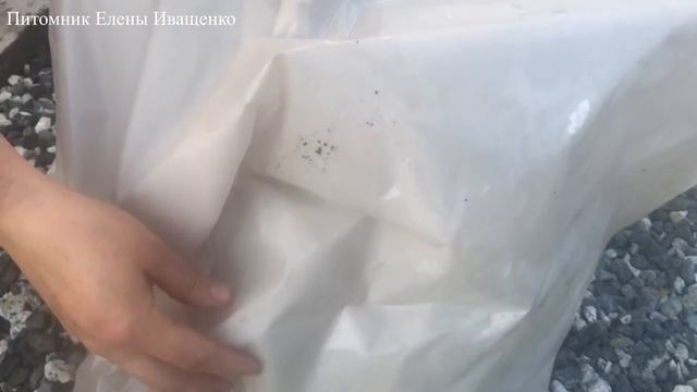 Осенняя пересадка розы Лавли Мейян Lovely Meilland смотреть онлайн