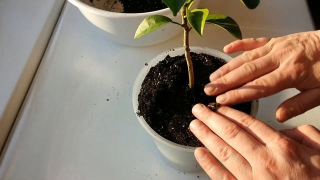 Как вырастить Мандарин из косточки дома (часть 5) смотреть онлайн