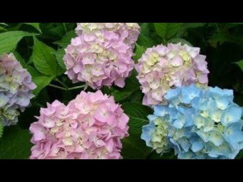 Посылка с Гортензиями от Алины.