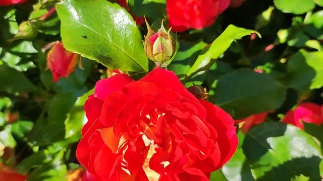 Роза Братья Гримм (Gebruder Grimm Kordes Германия, 2002) смотреть онлайн