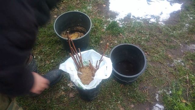 Как хранить срезанные черенки винограда до весны в погребе