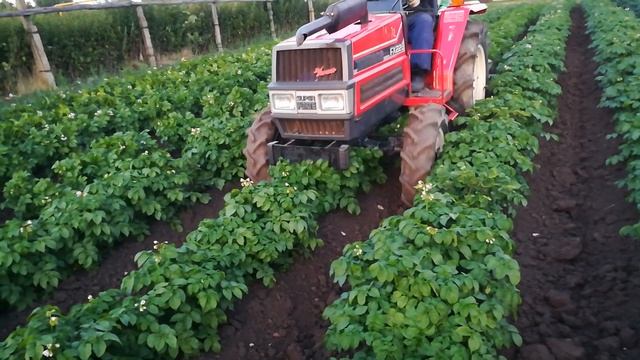 Междурядная обработка картофеля 100 см. смотреть онлайн