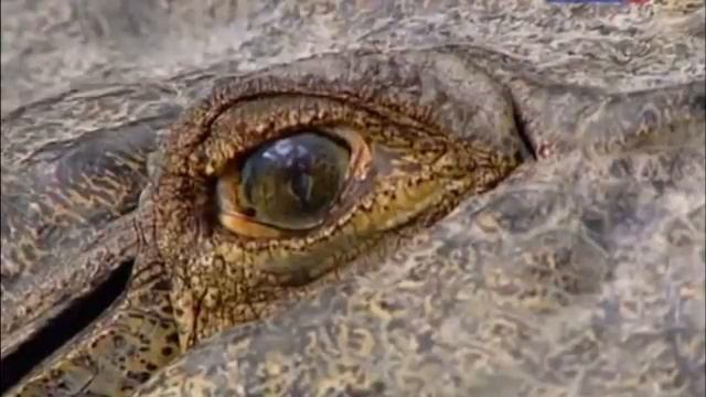 Приколы 2018 Человек Крокодил! Я в ШОКЕ! Они до сих пор так живут! Фоллаут 5 смотреть онлайн