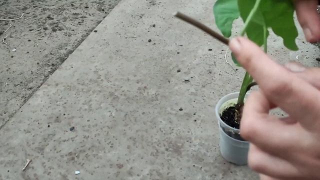 Сингониум(Syngonium). Мельчают листья. Не раскрывает листья.Обрезка . Переукоренение. смотреть онлайн