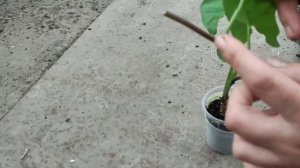 Сингониум(Syngonium). Мельчают листья. Не раскрывает листья.Обрезка  . Переукоренение.