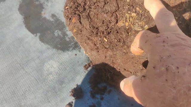 А это 2-летние саженцы голубики!!!