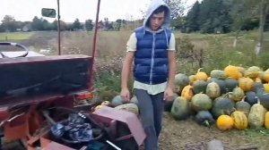 Посев пшеницы ручной Украинской сивалкой БИЗНЕС?