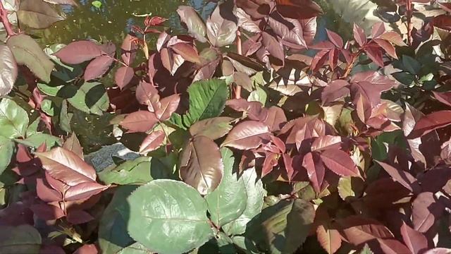 Простое удобрение для роз - потрясающий эффект! смотреть онлайн