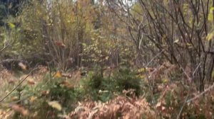 Ходовая охота на копытных. На лося с лайкой. ЭТАПЫ ХОДОВОЙ ОХОТЫ. Hunting in one breath.