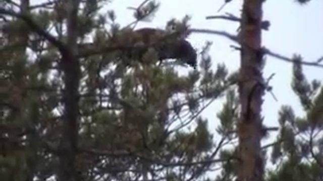 На глухарином току (часть 2)Auf der Auerhahnbalz.f4v смотреть онлайн