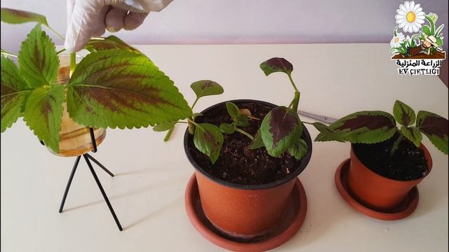 إكثار نبات السجاد بطريقتين بالماء + بالتربة_Coleus Blumei propagation in two Method, with water soi смотреть онлайн