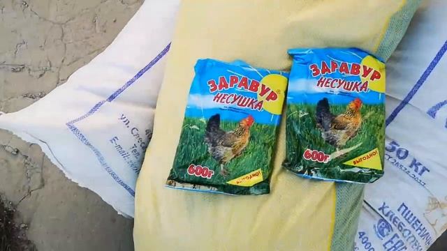 Инкубатор, инкубация, брудер, цыплята - бегаю по делам в саду смотреть онлайн