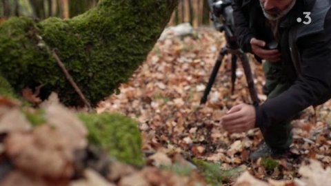 France Terres Sauvages : la foret (2019) 1-2 France 3