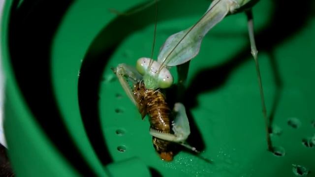 Богомол - ненастный хищник, макро ужин богомола смотреть онлайн