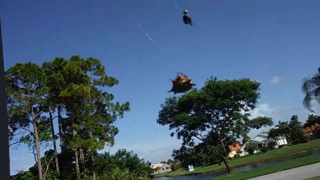 Рогатый паук ИЗ ЮЖНОЙ ФЛОРИДЫ. Spiny Orbweaver Spider ( Gasteracantha cancriformis ) смотреть онлайн