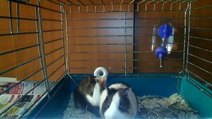 Морские свинки Cavia porcellus лат , где porcellus с латыни означае mp4.mp4