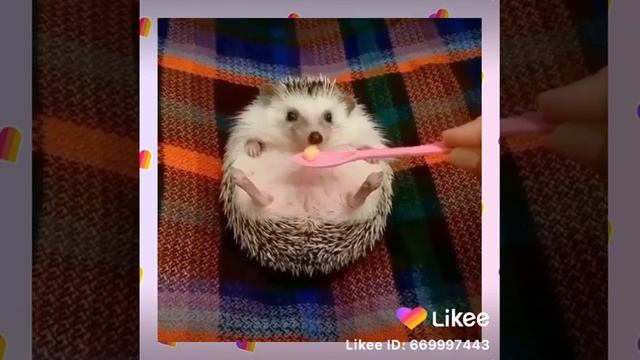 Смешные Животные из Likee Смешной и Милый Ёжик Активируем Режим Няшки Ёжика❤️ смотреть онлайн