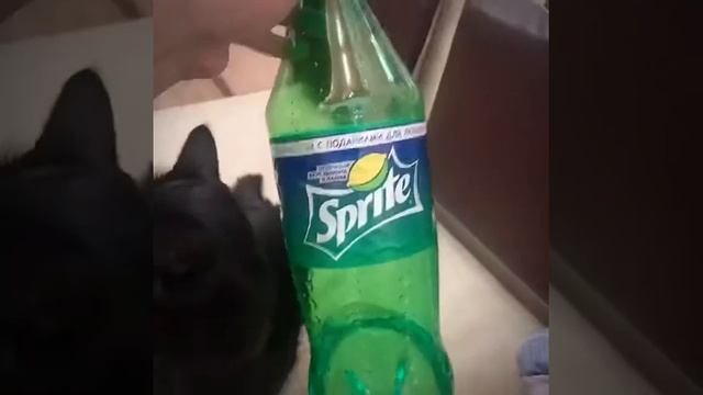 Каждый охотник желает знать где сидит фазан. Говорите правильно !!! Чегдомын краски цвета смотреть онлайн