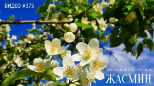 Цветочное настроение - ЖАСМИН ???