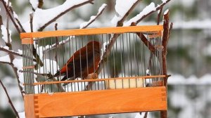 Клёст еловик с позывкой белокрылова клеста
