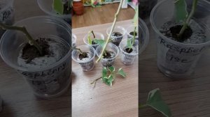 БУГЕНВИЛЛИЯ укоренение ОСЕНЬЮ без стимуляторов #бугенвиллея #бугенвиллии