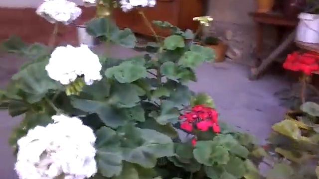 lavatera floks petuniya pelargoniya💙💚💜💕💝💝💗💓 смотреть онлайн