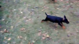 Злостные щенки ягдтерьера атакують мамку