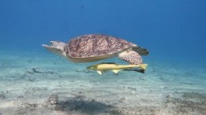 Египет , Марс-Алам, красное море, морская корова