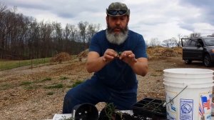 Propagating Yarrow (Achillea Millefolium) by Cutting and Division