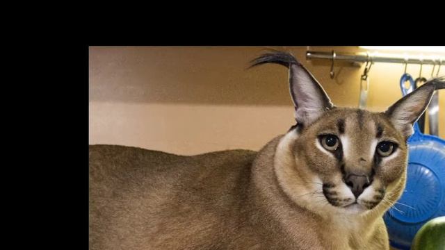 шлёпа бегает смотреть онлайн