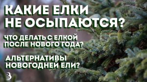 Как выбрать елку на Новый год? Как отличить ель от пихты? Почему елка осыпается? Отвечает эксперт