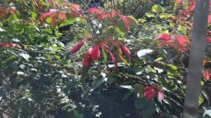 Christmas Star Poinsettia Tree (Euphorbia pulcherrima)