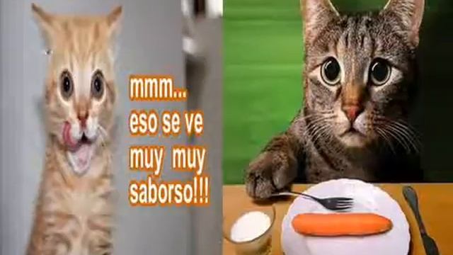 Музыка, кошки, драйв, настроение все здесь! смотреть онлайн