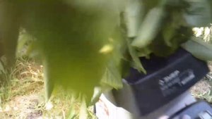 Садовый измельчитель ЗУБР ЗИЭ-44-2800 - широкая ветка