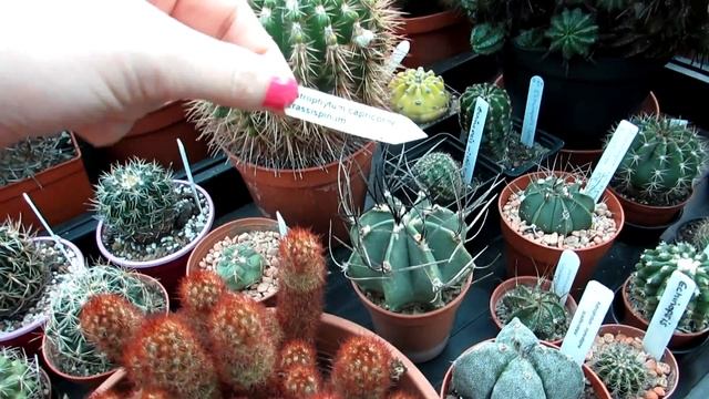 A Collection Tour of our Astrophytum Cactus Plants смотреть онлайн