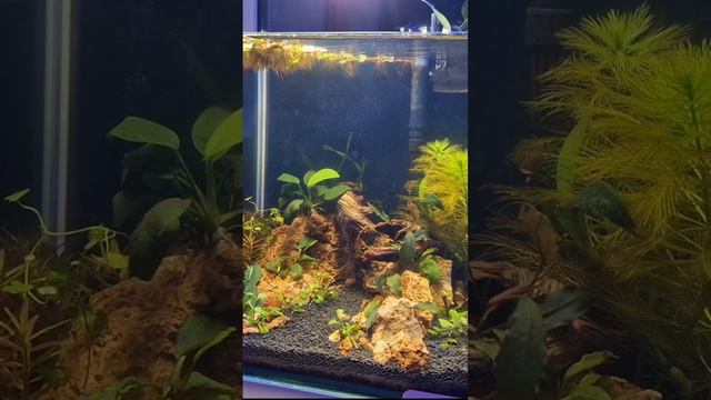 Уже скоро на канале. Хардскейп. Запуск день 4 #aquarium #аквариумистика #аквариум #аквариумныерыбки