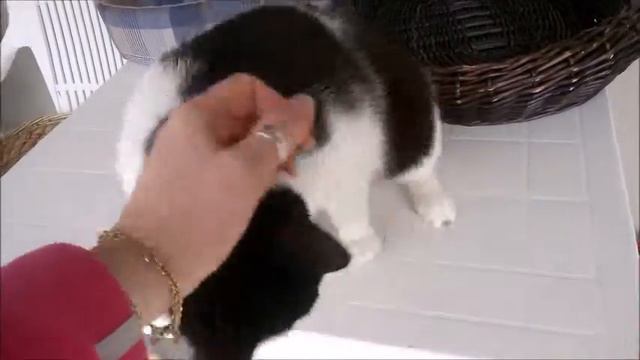 Juventina - L'oasi dei gatti - Il gattile di Borgo d'Ale смотреть онлайн