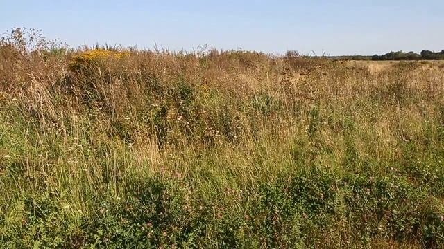 Природа Калининградской области и Прибалтики. Сентябрь