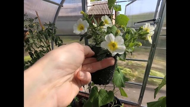 Обзор ! Была на цветочном базаре !Все мне надо! Делюсь с вами своими новинками! смотреть онлайн