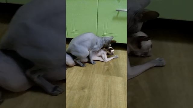 вязка канадских сфинксов