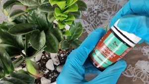 ВОЛШЕБНЫЙ ЭЛИКСИР для ЗАМИОКУЛЬКАСА и даже дохлый цветок выдаст МОЩНЫЕ ЗДОРОВЫЕ ЛИСТЬЯ!