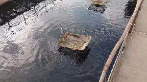 Вот так чавкает голодный карп.