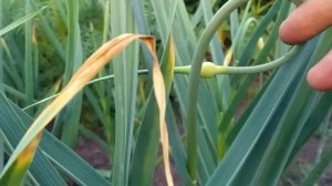 Как добиться хорошего урожая чеснока