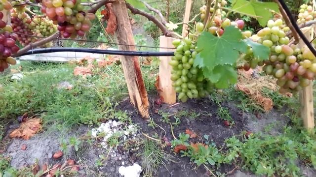 Виноград Ромео -попитка вижить Висока Піч Житомирщина як є смотреть онлайн