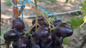 Формы винограда Джокер, Церера, Светик 12 августа 2024. Виноградник Щереденкова В. А.mp4