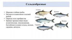 Тип Хордовые. Тема 29. Многообразие рыб. Значение рыб в жизни человека. Охрана рыб