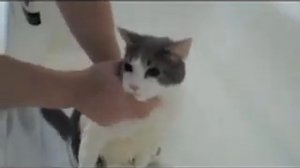 Кот плачет как ребенок
