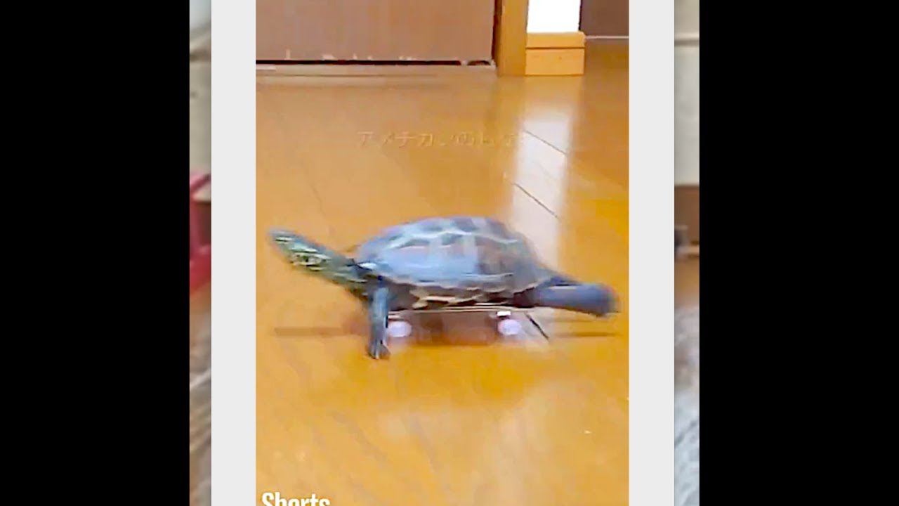 черепашка на скейте и кот смотреть онлайн