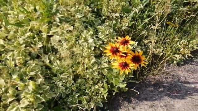 Июль, частный сектор, цветы, дом на колёсах, гортензии, розы, колокольчики, бархатцы смотреть онлайн